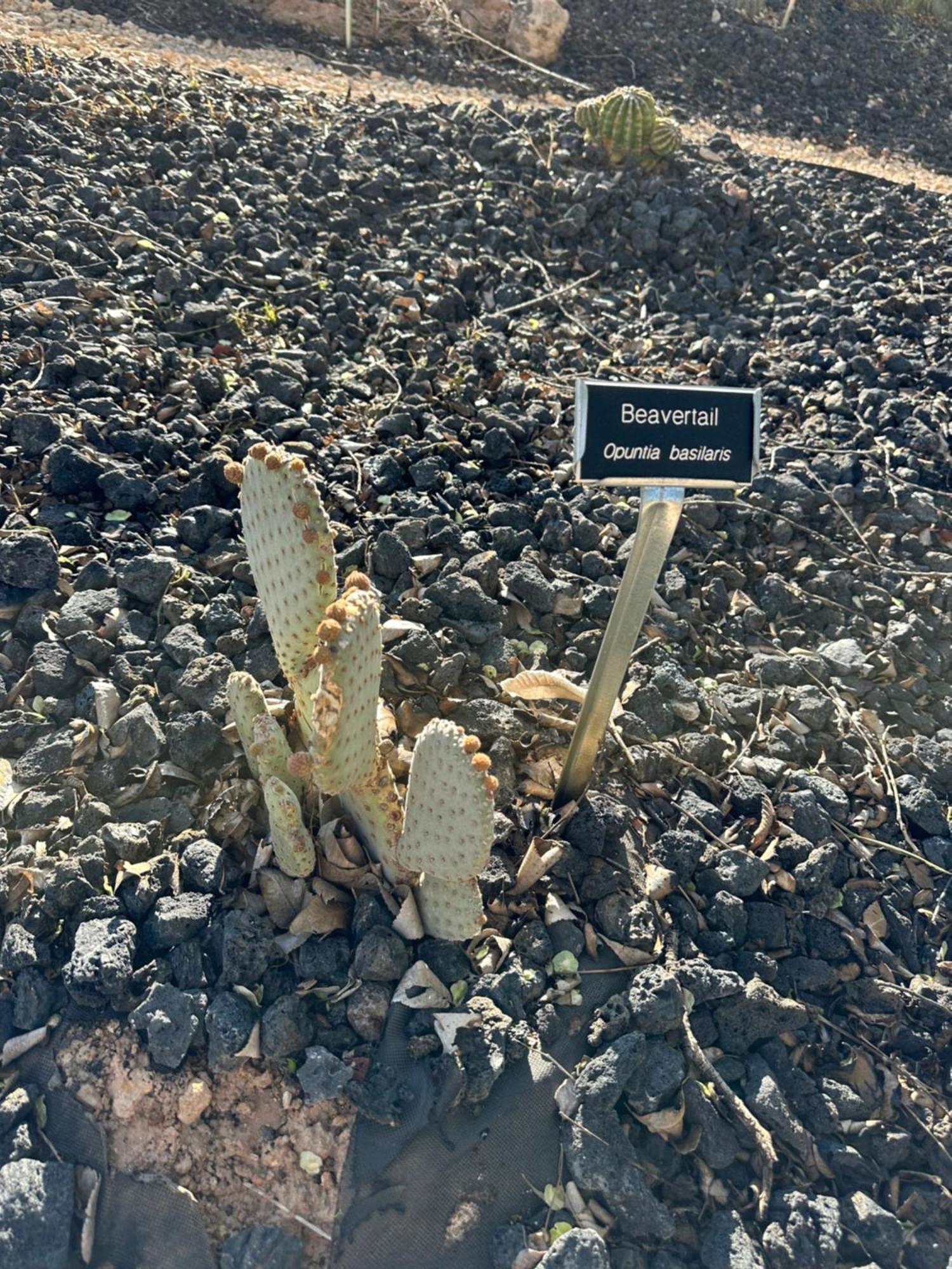 הוילה Toquerville Copper Creek Farm מראה חיצוני תמונה